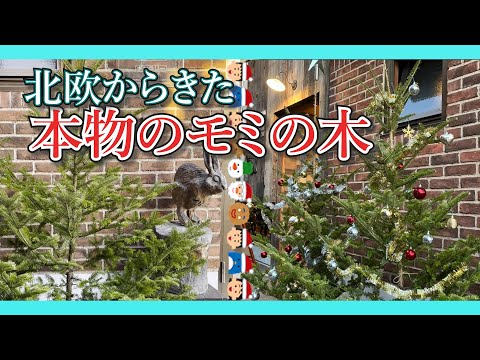 本物のミニクリスマスツリーおすすめ品種7選！選び方と育て方のコツ
