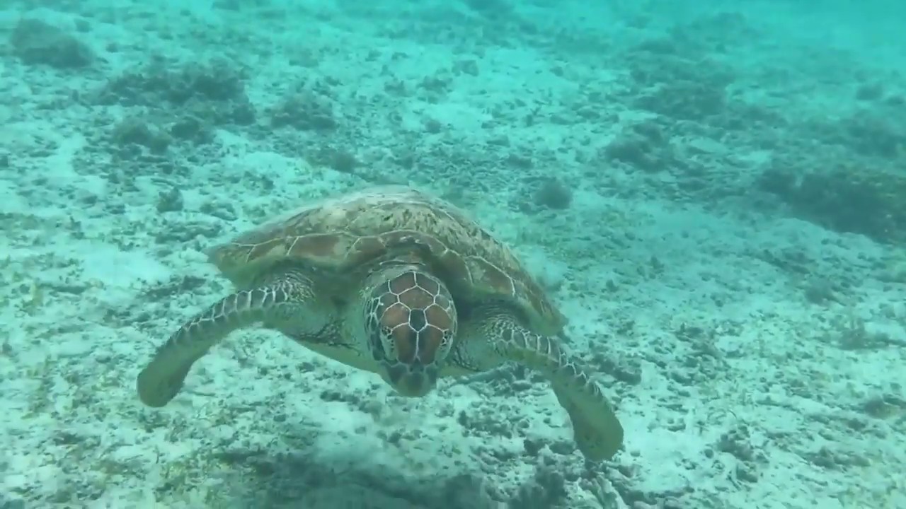 Swimming with sea turtles in Japan!