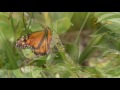 Let's Explore with Mr. Scott | Insect Count