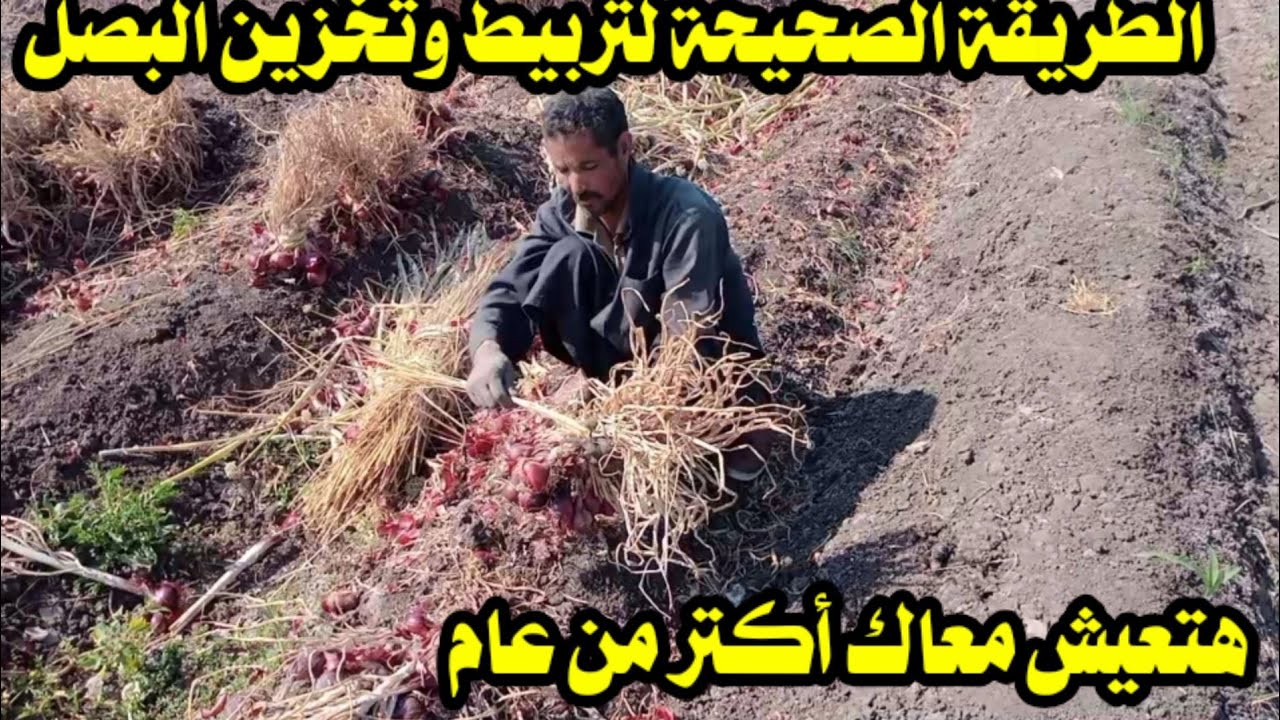 الطريقة الصحيحة لتربيط البصل وتخزينه فى المراود بطريقة صحيحة هيعش فترة أطول