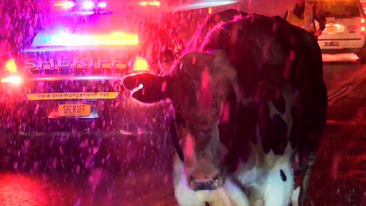 Raw: Cows Wander On NY Highway After Crash