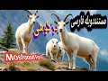 قلمرو حیوانات حیات وحش 8 بـز کـوهـی 