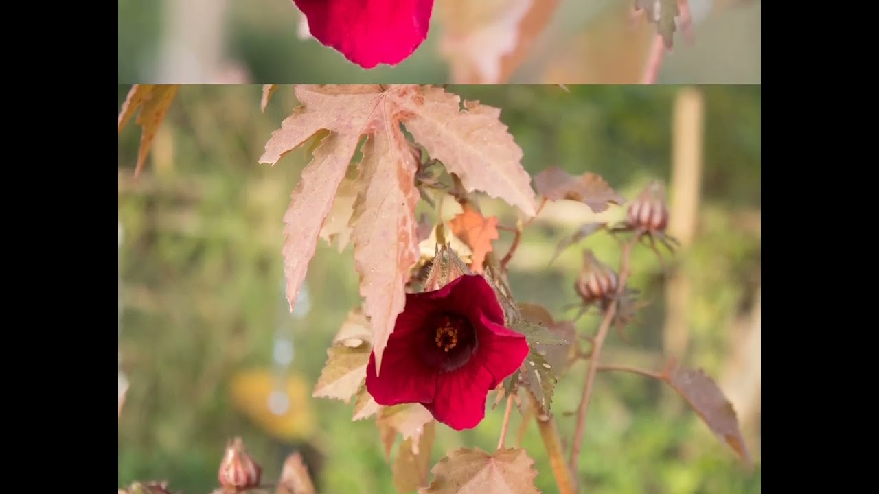 Hibiscus acetosella. Clade-Rosids. Order-Malvales.Family-Malvaceae.