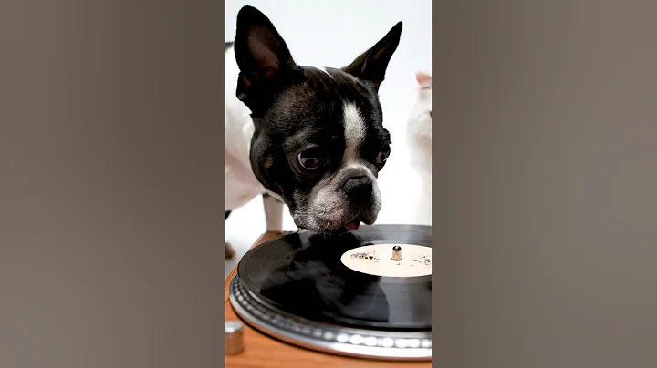 Video 11653491: white persian cat, persian cat playing, cat funny dog cute