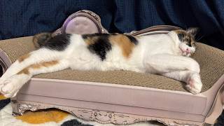 【🐈＜配信】6月になりましたね。小旅行のお土産話など猫たちと近況報告します。