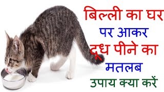 बिल्ली का घर पर आकर दूध पीने का मतलब | Billi Ka Doodh Peena | What Happens When Cats Drink Milk