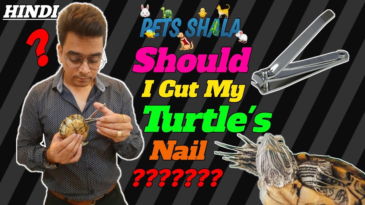 should i cut turtles nail cutting turtle nail is right or wrong dont cut turtle claws hindi