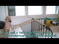 Sam, the Smart Parrot's Self Portrait (russian)