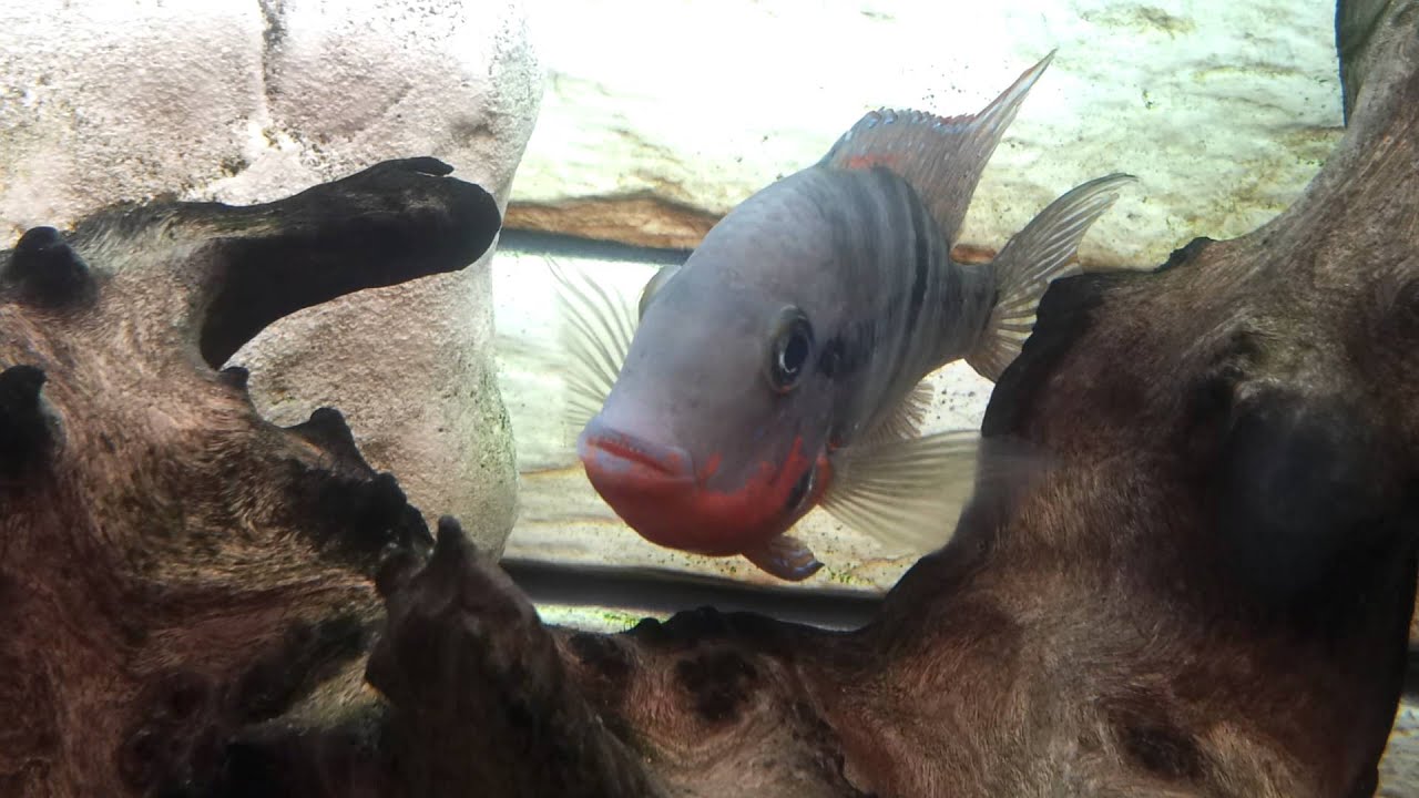 Цихлазома Меека. Самец в засаде.