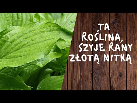 Wideo: Chastuha (roślina) - Użyteczne Właściwości I Zastosowanie Chastuha. Babka Zwyczajna, Pływająca, Zwyczajna