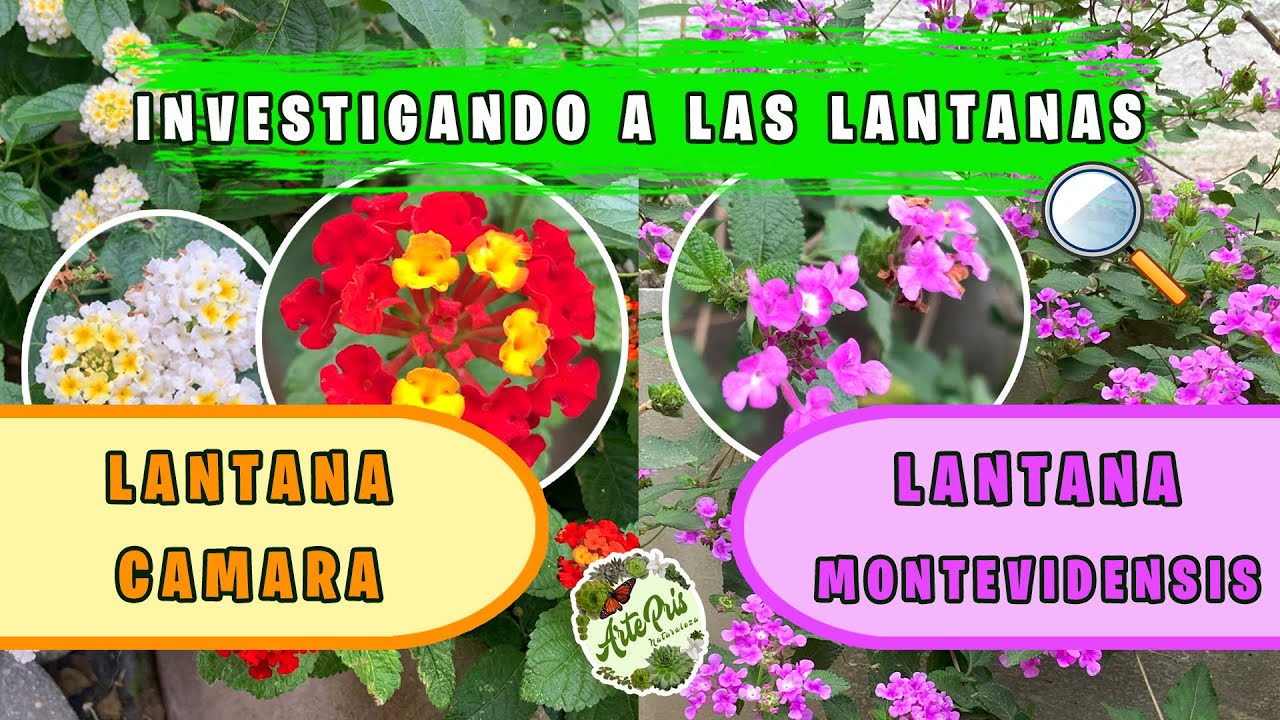LANTANA CAMARA y LANTANA MONTEVIDENSIS | Investigando a las Plantas