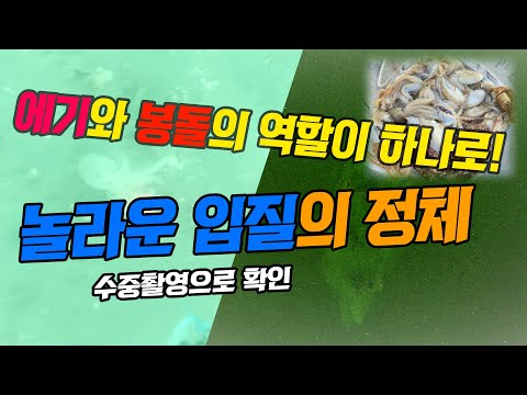 쭈꾸미와 갑오징어의 공격 수중영상과 정말 간편하고 대박 낚시채비 공개합니다