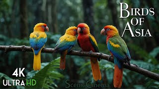 Tropical Asian Jungle Birds | Life Of Birds In Forest | Scenic Cinema With Birds & Jungle Sounds