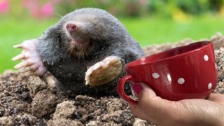 MOLES and MICE run away immediately if you get this in the hole! The most efficient method!!!