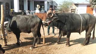 Nice Buffalo Mating Successful All Time