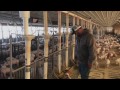Real Pig Farming 101 : Wean to Finish Barns Real Pig Farming 101 : Wean to Finish Barns