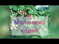 Что стало с малиной, высаженной не саженцами, а обрезками корня