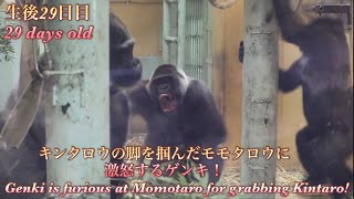 Download Lagu 赤ちゃんゴリラを抱きながらも、息子のキンタロウを守るためにモモタロウを止めに入るゲンキ⭐️ Gorilla【京都市動物園】Genki protects Kintaro from Momotaro! MP3
