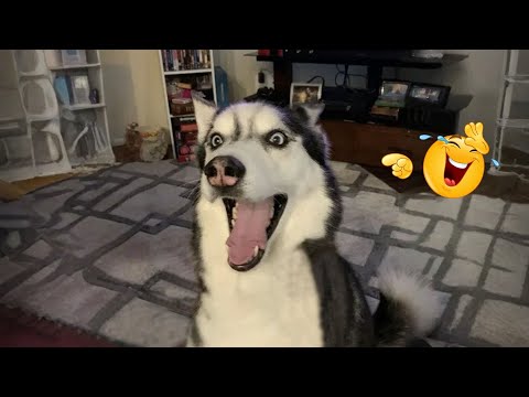New FUNNY DOGS That Will Make You Laugh To Tears 😂🐕 Best Funny Dog Compilation 2026