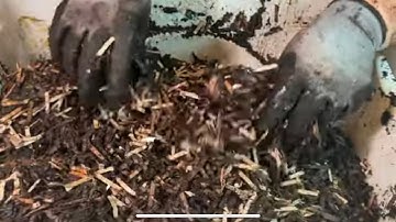 UPDATE PART 4 - DIY Indoor Table Top Pre-Composting Bin