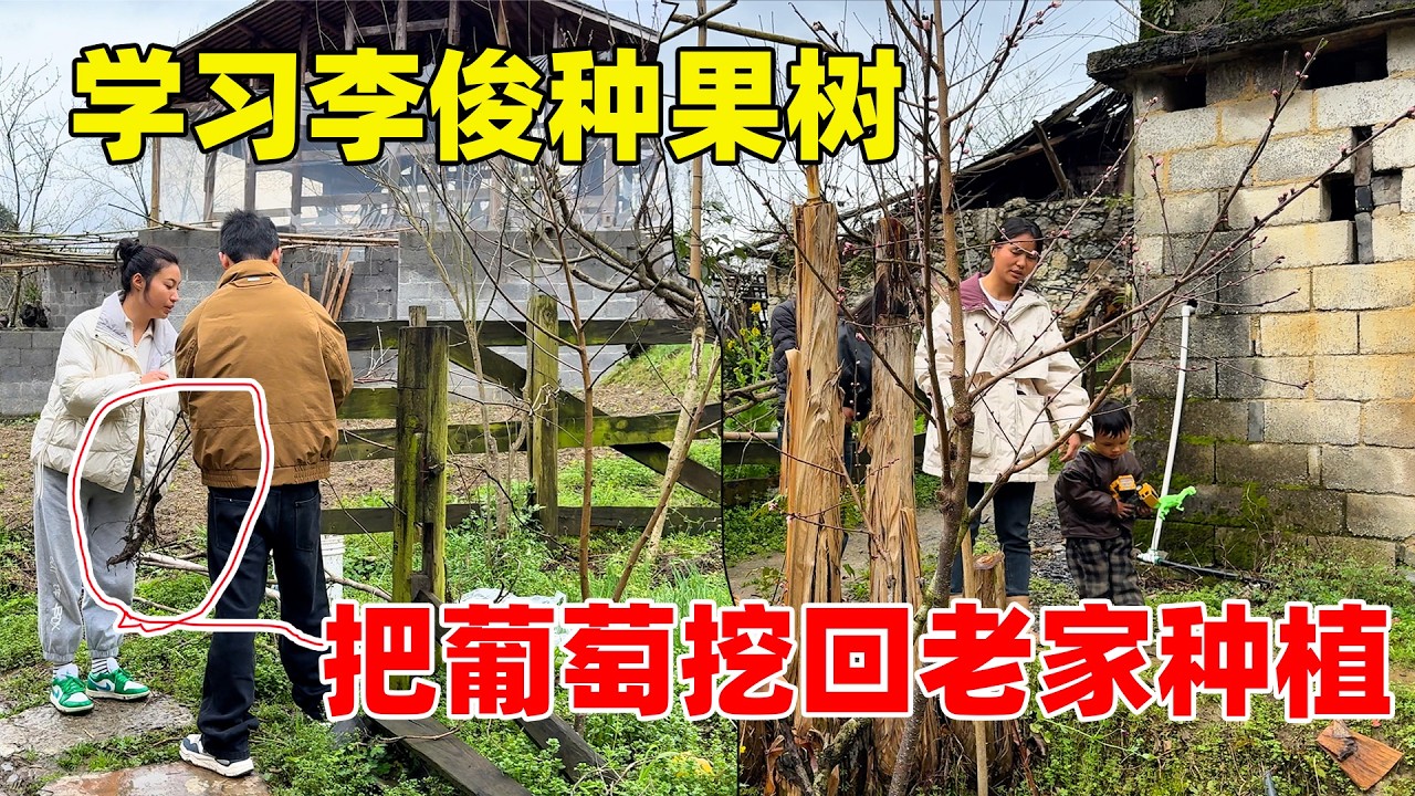 李俊嫁接的桃树开花了，跟他学习种果树，把最喜欢的葡萄移栽回老家，在家也能实现葡萄自由