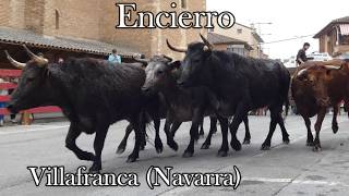Villafranca encierro con toros capones y vaquillas #encierrosnavarra #vaquillas #toros