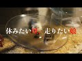 【ハムスター】親は超えるものではなく振り回すもの