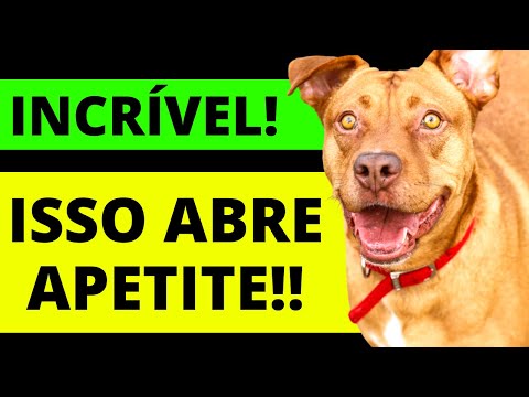 Vídeo: 4 maneiras de melhorar o apetite de um cão mais velho