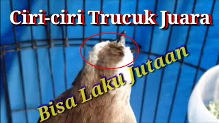 Ciri-ciri Trucukan Juara dan Bukti Trucuk Orang Desa Laku Jutaan