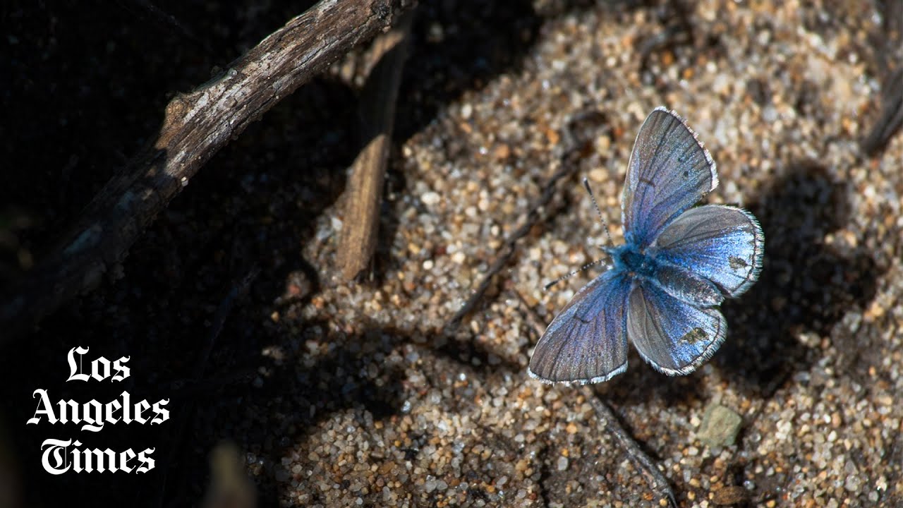 She helped save the Palos Verdes blue butterfly from extinction YouTube