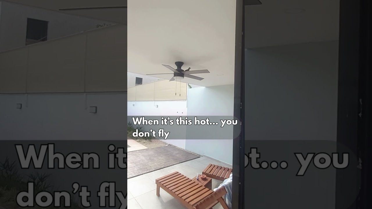 Even The Birds Need Shade in Mexico 😅