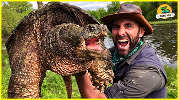 🌍 Bí Ẩn Loài Rùa Có Cú Cắn Mạnh Gấp 6 Lần Cá Mập - Rùa Cá Sấu ( Thuyết Minh )
