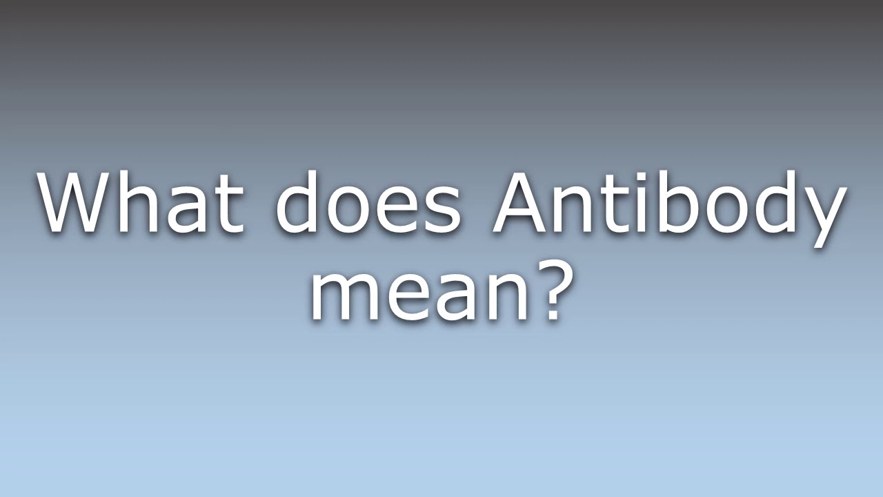 What does Antibody mean? YouTube