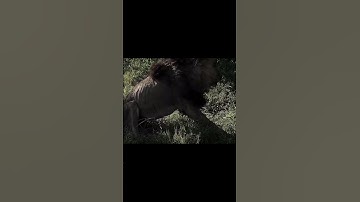 Thumbnail of Last moments of Scarface 🦁😢