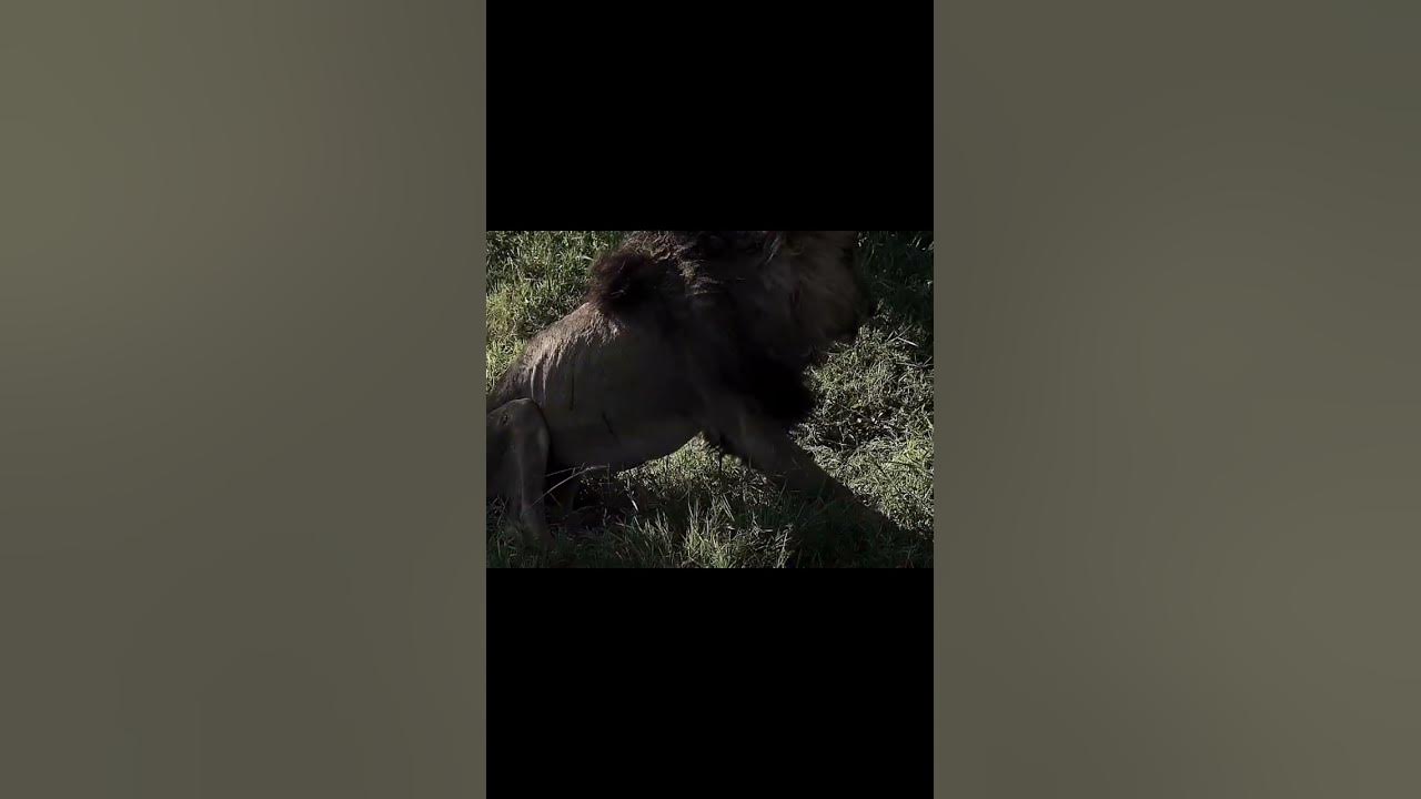 Last moments of Scarface 🦁😢