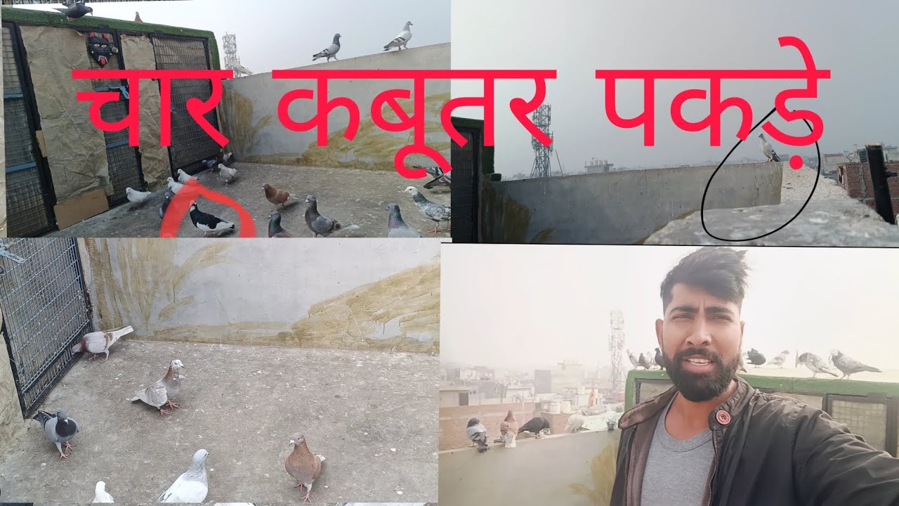चार कबूतर पकड़े #pigeon #new#video