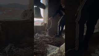 Repique manual de campanas en la Iglesia de San Pedro de los Francos de Calatayud