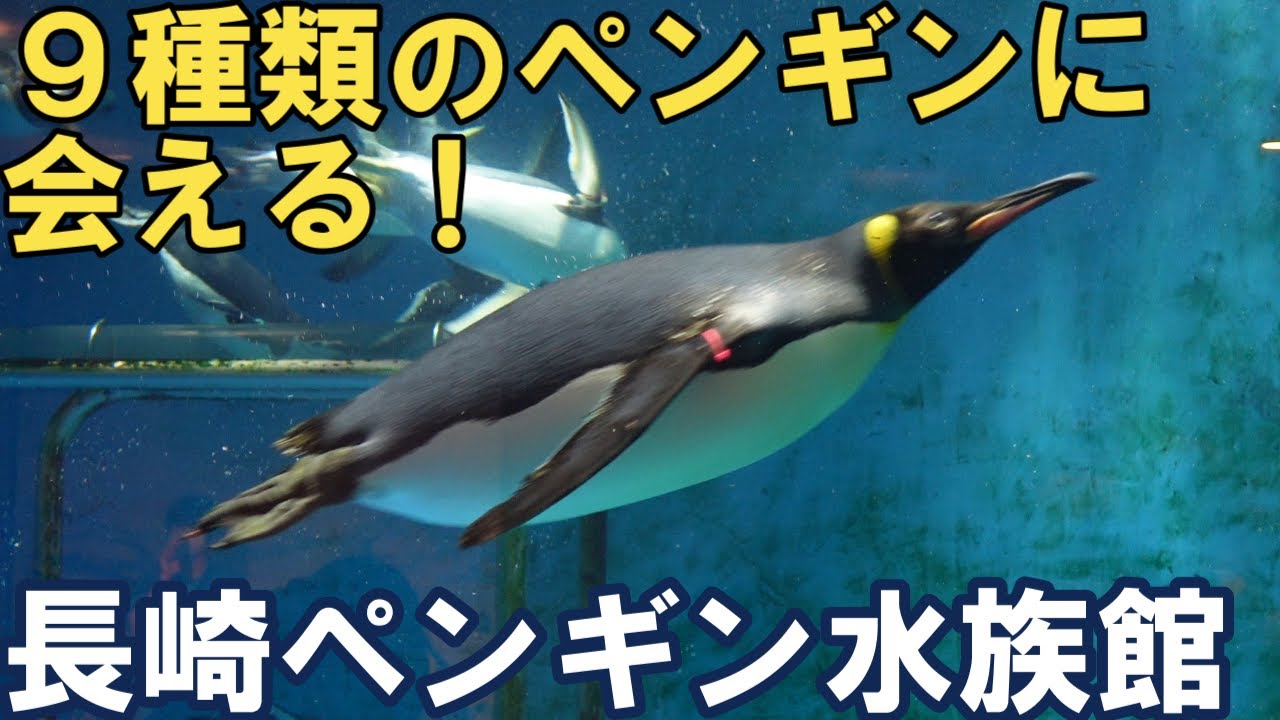 9種類のペンギンに会える【長崎ペンギン水族館】