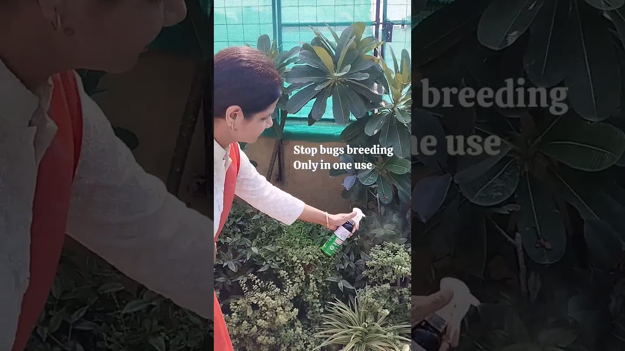 Mealybug buster solution from 