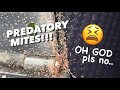 My ENTIRE Collection may be in DANGER !!! ~ PREDATORY MITES !!!!