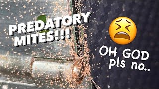 My ENTIRE Collection may be in DANGER !!! ~ PREDATORY MITES !!!!