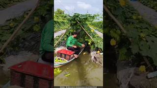 How Thai Farmers Grow Tons Of Bitter Melon 🌱🤯