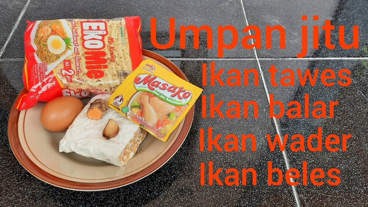UMPAN JITU IKAN TAWES sirip merah,ikan balar,ikan beles,ikan melem,ikan derbang,ikan wader