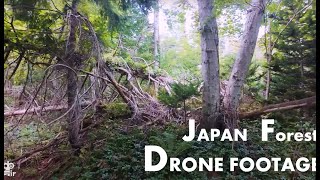 森林探検　ドローン空撮映像　
