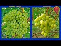@Порівняння виноградів виноград Аркадія,Спонсор