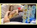【主を毎晩寝かしつける元野良猫】最高の癒やし☺️
