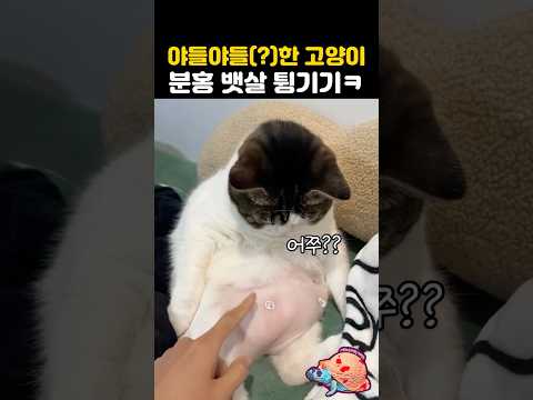 뱃살 그만 만지라고 경고하는 고양이ㅋ thumbnail