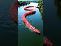 Giant Red Snake Crossing the River – Amazing Top View Drone Footage