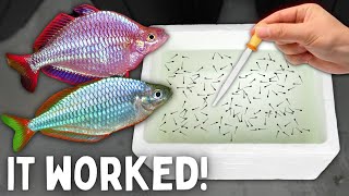 BREEDING Rainbowfish  Over 500 Fry Yield!