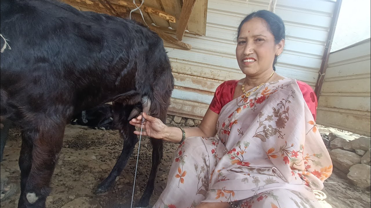 Sweet goats milking 🥰